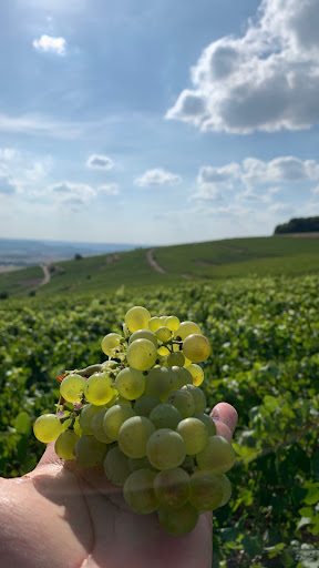 Rahas Champagne Tours