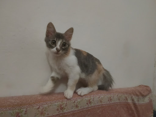 Clinica Veterinaria Dr. Coni - Thumbnail