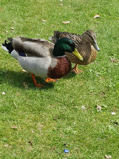 Dalenparken - Visual