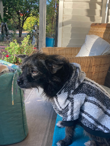 Doggi House San Miguel - Thumbnail