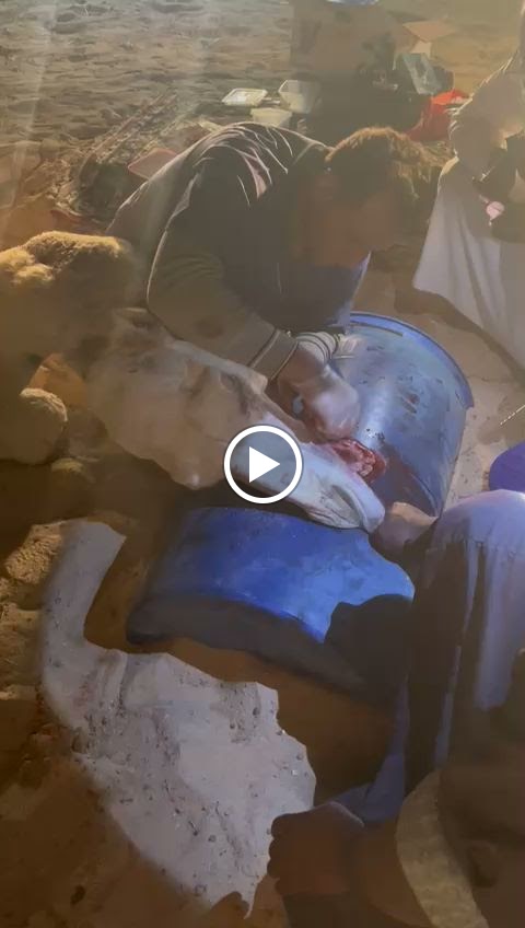 عيادة المراعي الخضراء البيطرية - صورة 2