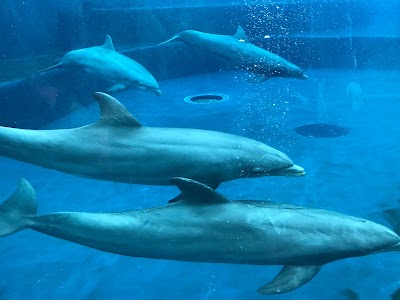 Aquarium of Genoa