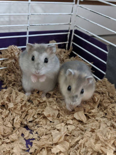 PETSlife - Thumbnail