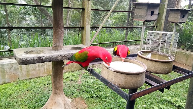 Kuala Lumpur Bird Park