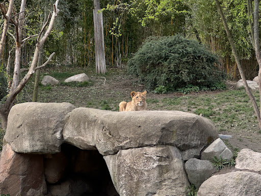Lion - Visual