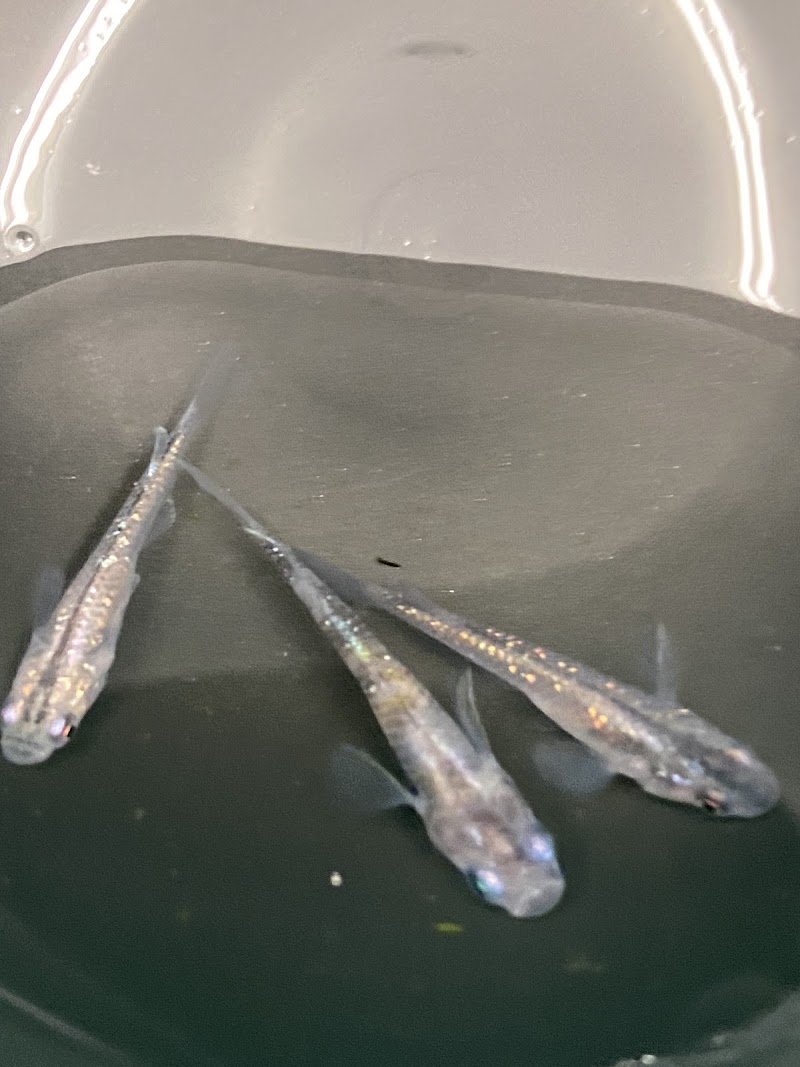 ティアラ メダカ「無人販売」