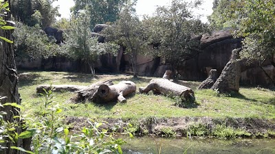 African Lions