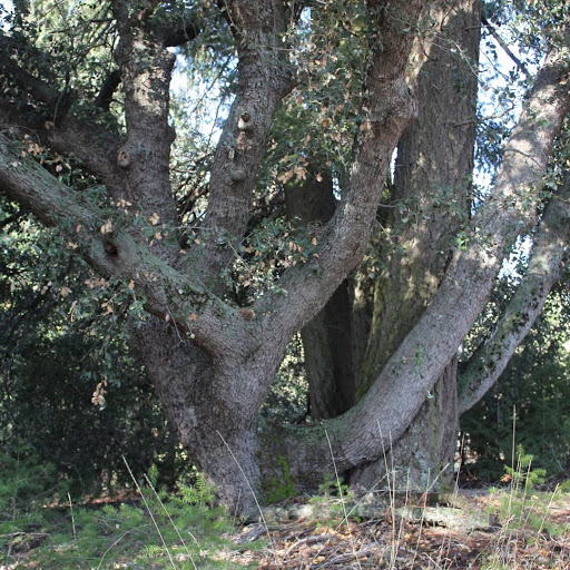 Figueroa Campground - Thumbnail