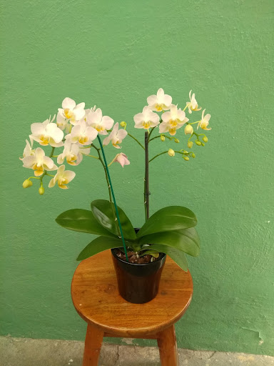 La Niña de las Orquídeas I - Thumbnail