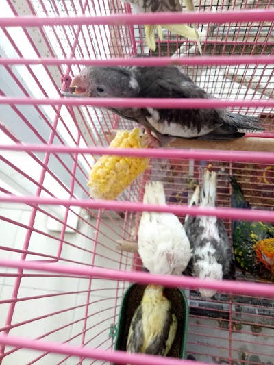 Photos of Rajawali Petshop