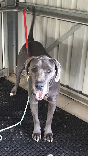 The Links Pet Centre - Pet Boarding Brisbane - Thumbnail
