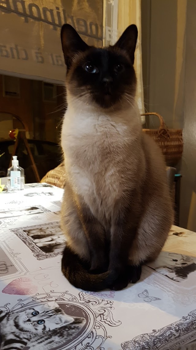Chatperlipopette Café