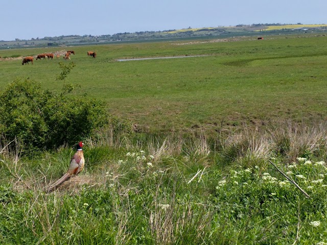 Elmley National Nature Reserve