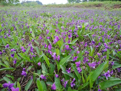 Photos of Hakusanundo Park