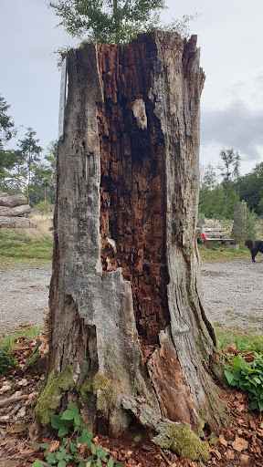 Batzenbaum - Visual