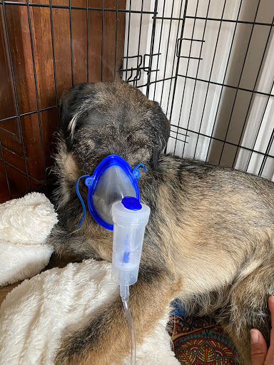 Ambulatorio Veterinario Associato Dr.Sse Cavaglia' - Calvo - Thumbnail