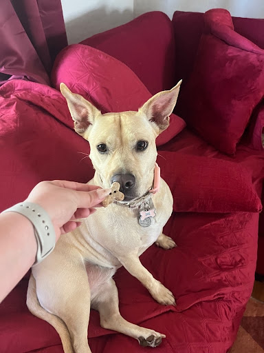 Picture of Perfect Puppy Program