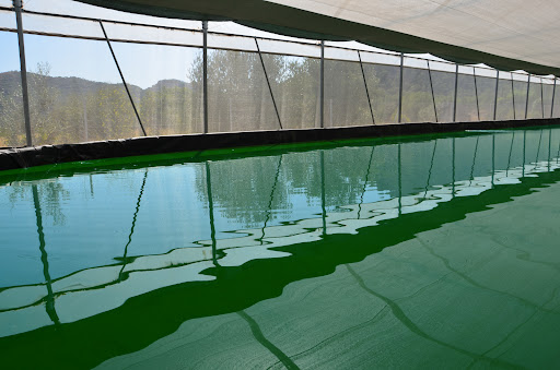 Ecospirulina - Visual