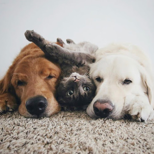 Reviews of The Brighton and Hove Pet Concierge in Brighton - Dog trainer