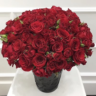 Photos of Amaryllis Flowers