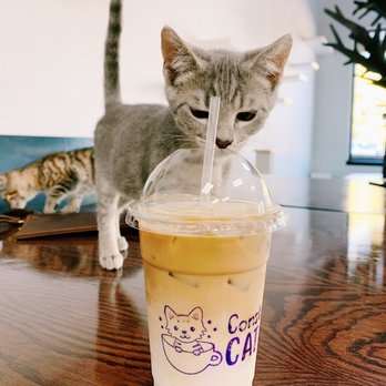 Constellation Cat Cafe - Thumbnail