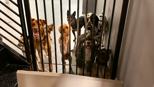 Canis Veterinaria