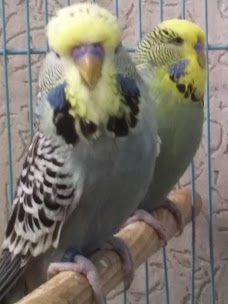 Pakistan Birds & Pets rawalpindi