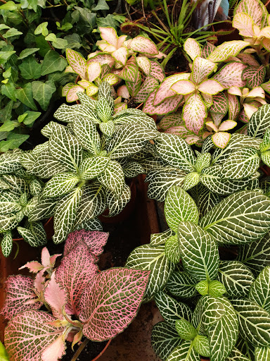 Vivero Garden Verdeflora - Thumbnail