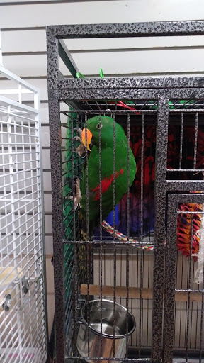 BiZee Bird Store - United States