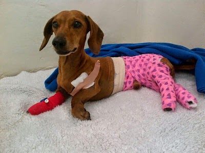 Photos of Ridge Animal Hospital