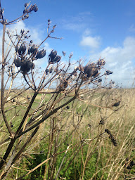 Photo n°38 de Rivesaline - Marais Salant - Boutique de Producteur à La Couarde-sur-Mer (Agriculteur)