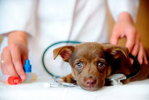 I mascota. Clínica veterinaria (Matriz EL CID )