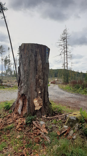 Batzenbaum - Visual