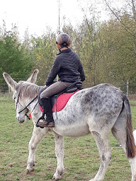 Photo n°11 de Erimûr'Anes à Mûrs-Erigné (Centre équestre)