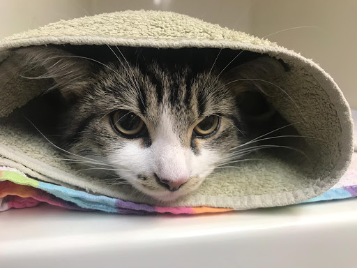 Petwell House Vets - Thumbnail