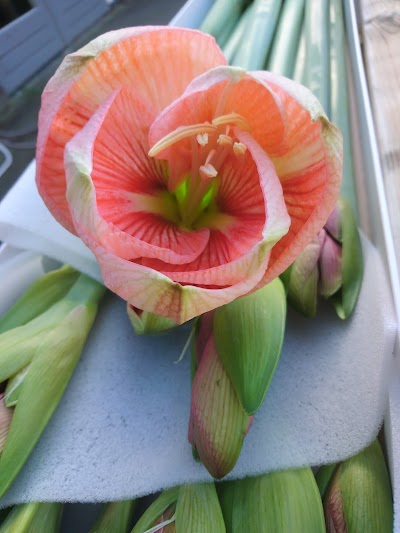 Amaryllis Kwekerij de 4 Musketiers