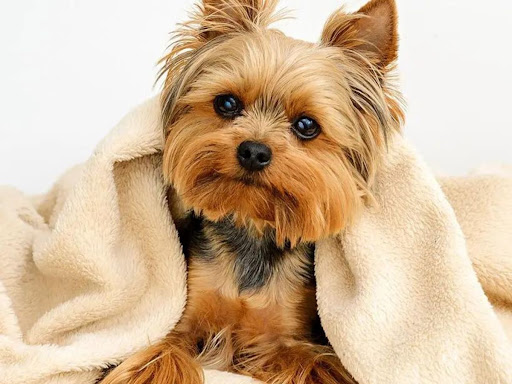 Lotus Veterinary Alternatives
