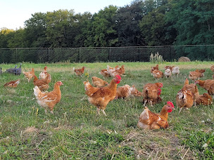 Photo n°7 de La Ferme des Loges à Marseilles-lès-Aubigny (Magasin de volailles)