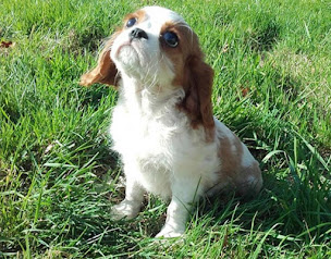 Photo n°4 de L'Elevage Familial de Hartz à Kergloff (Éleveur de chiens)