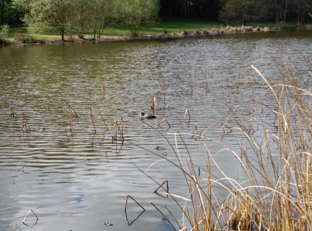 Parc des Gayeulles