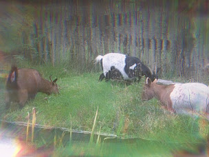 Photo n°31 de Le Domaine des Minis à Arvert (Ferme)