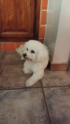 Photo n°13 de Bichon frisé Elevage du rosier blanc à Tourves (Éleveur)