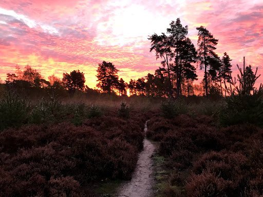 Parking layby for RSPB Farnham Heath - Thumbnail