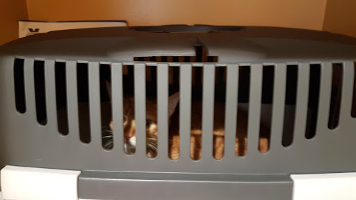 Ambulatorio Veterinario Jasper - Thumbnail