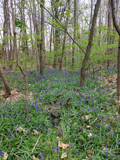 Clamart Woods - Thumbnail