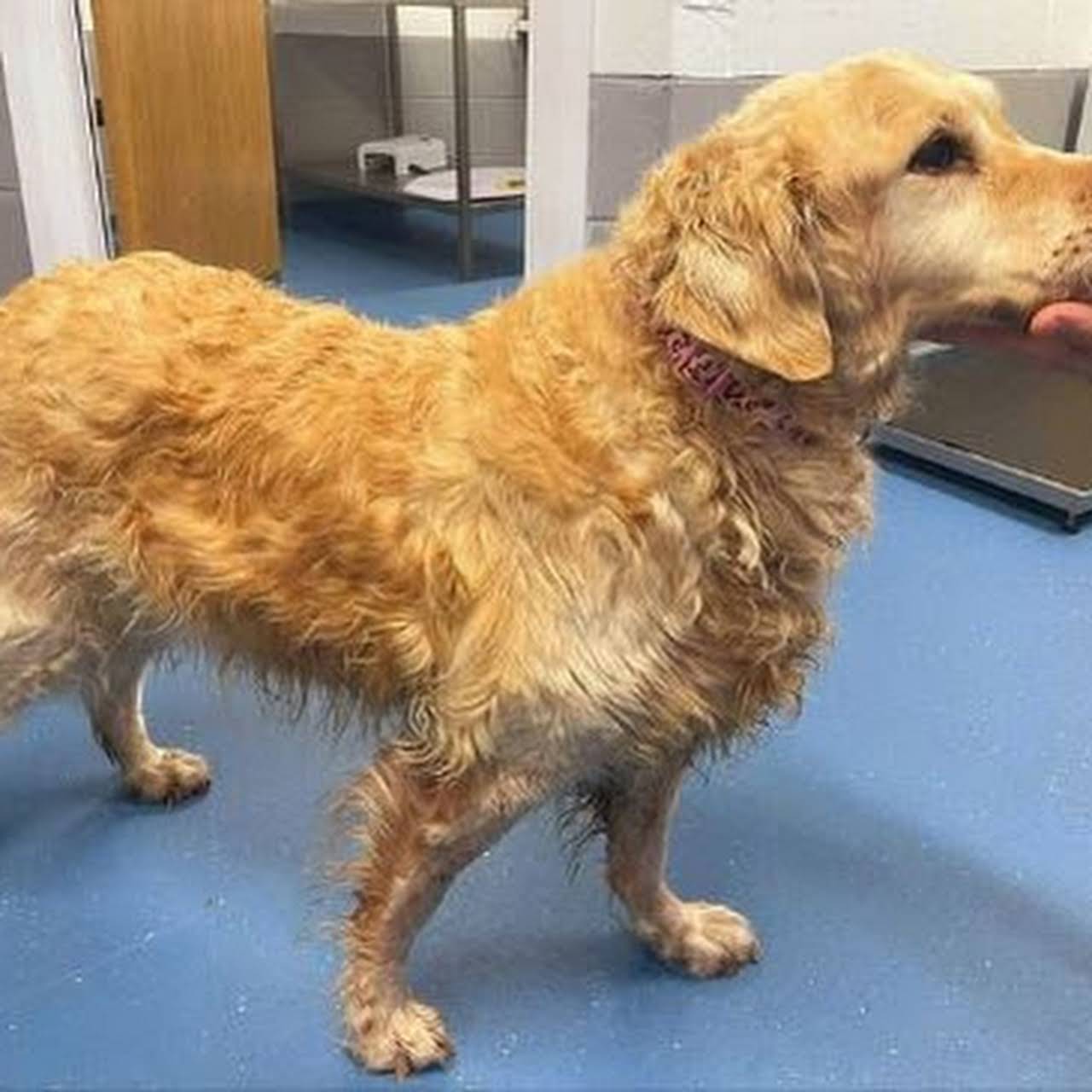 Letterkenny Small Animal Veterinary Veterinarian in Letterkenny