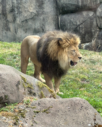 Lions exhibit - Visual