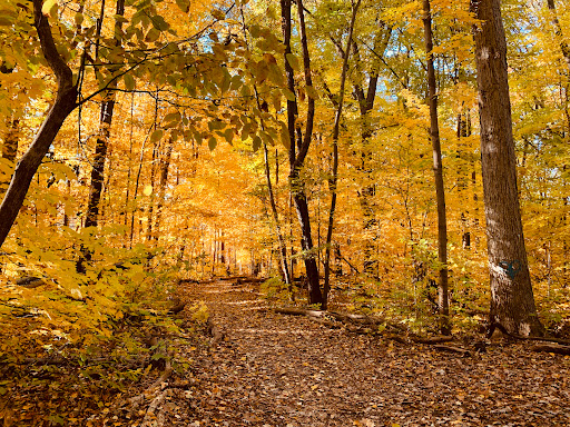 Quickstad Park - Visual