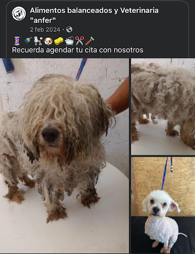 Veterinaria ANFER sucursal SAN JOSE