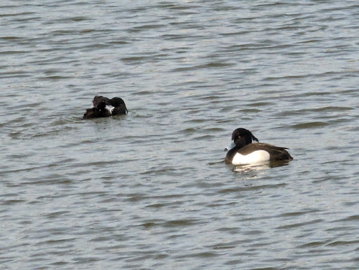 Waters' Edge Country Park - Thumbnail